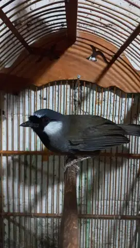 Burung Poksay Hongkong Jantan Gacoran