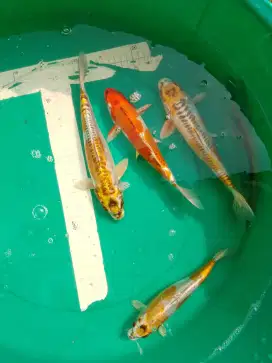 Ikan koi jenis Kikokuryu 27cm