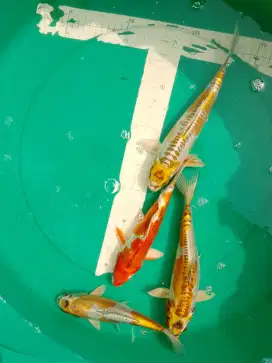 Ikan koi jenis Kikokuryu 27cm