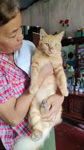 Kucing oyen mix persia domestik nego