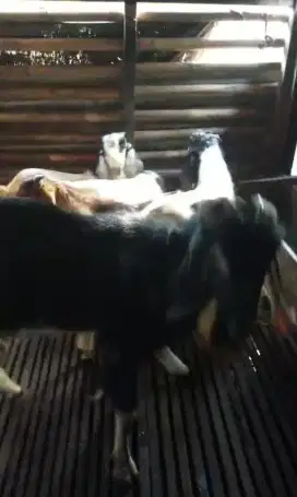 Silahkan Bagi Yg Minat Untuk Tabungan Kurban tahun depan