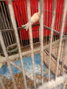 Jual burung kenari cewe