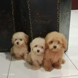 Di jual anakan Toy Poodle