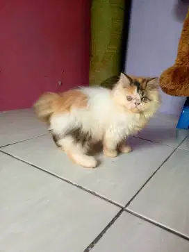 Lepas adopsi kitten flatnose betina