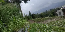 Dijual Tanah 1.260 Nego Sampai Jadi SHM