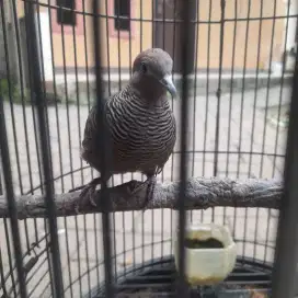 Burung perkutut cemani kalung tepung