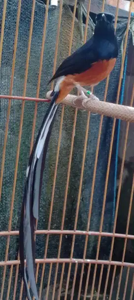 Muray Batu ekor panjang 30 cm an