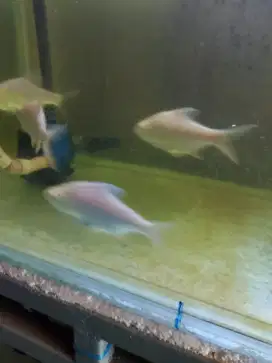 Ikan kaviat albino 12-13cm tankmate ikan arwana
