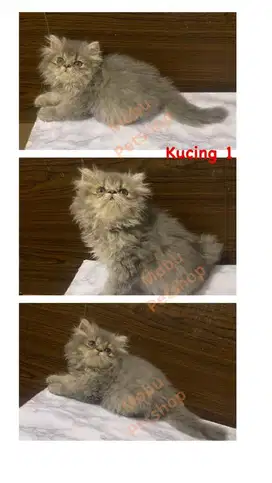 Adopsi Kucing Peaknose dan Flatnose