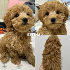TERMURAH ANJING RED TOY POODLE BETINA