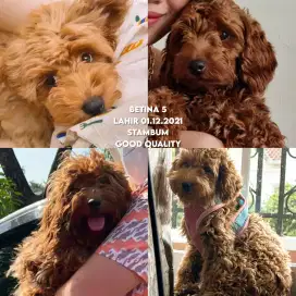 Jual cepat ANJING BETINA RED TOY POODLE BETINA