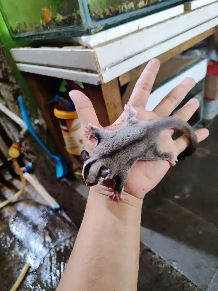 Sugar glider jantan
