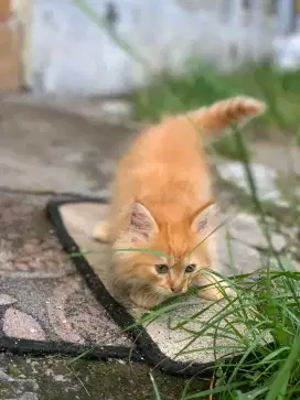 Kitten 2bulan persian