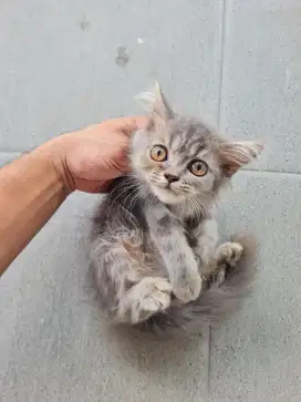 kucing persia anggora umur 4 bulan sehat