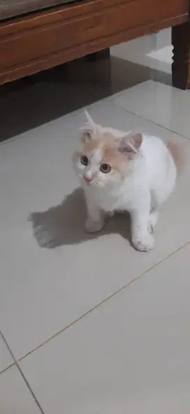 Kitten Kucing Anggora Persia 3 Bulan Jantan