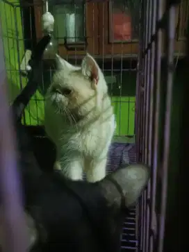 Kucing borongan sama kandang