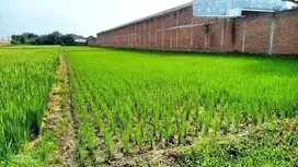 Jual tanah zona industri akses tronton Gatak sukoharjo
