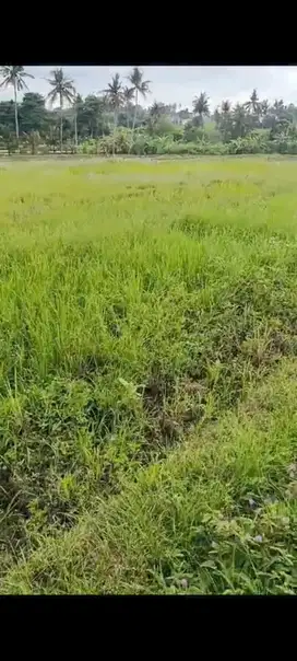 termurah dijual lahan Munggu dekat Canggu