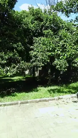 Tanah Darat di Cijayanti, Babakan Madang, Bogor