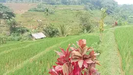 Sawah Murah 1600 m, Darangdan, Purwakarta.