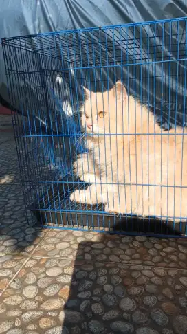 Kucing Persia Dewasa