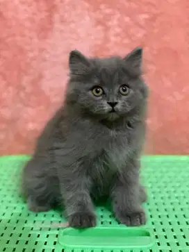 British LongHair