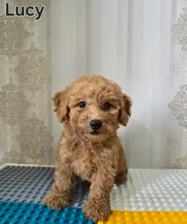 DIJUAL ANJING BETINA 2BULAN