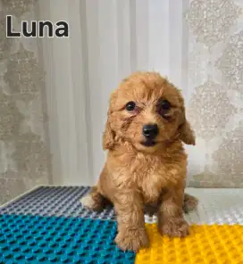 DIJUAL ANJING BETINA 2BULAN
