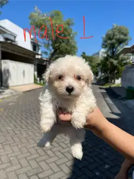 Anakan Pom mix Jantan/Betina