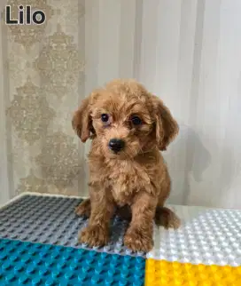 DIJUAL ANJING BETINA 2BULAN