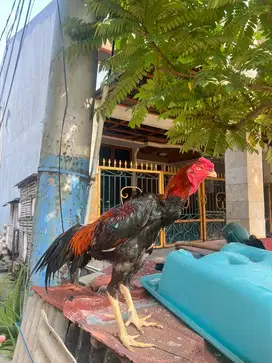 Dijual Murah Ayam Shamo Jepang x Pakhoy