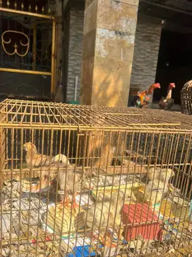 Dijual Murah Anak Ayam Shamo Jerman x Pakhoy