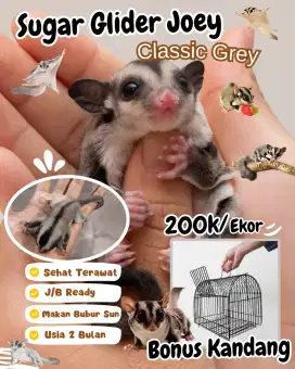 Open adopt sugar glider joey