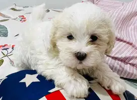Maltipo (maltese poodle)