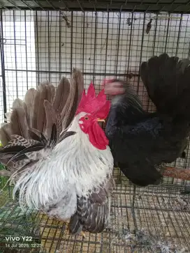 Ayam kate sepasang