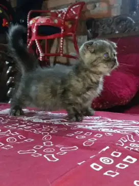 Munchkin gaelic[scottish fold]