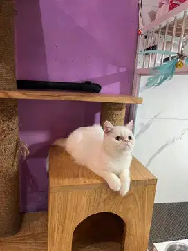 Kucing peaknose whitesolid