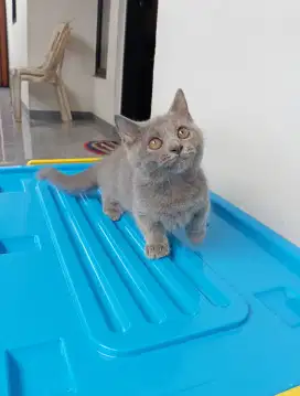 BSH Munchkin blue