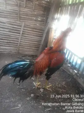 Ayam bangkok Mangon x BK selatan