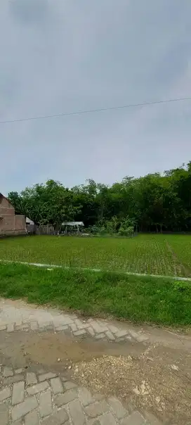 Tanah Kelurahan Cangakan Kecamatan Kanor Kabupaten Bojonegoro