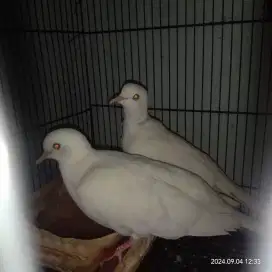 Puter albino dewasa