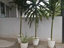 Jual Tanaman Pandan Hias Murah