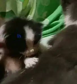 Indukan plus 4 anak