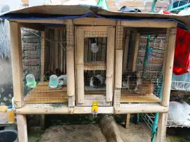 Jual marmut lokal