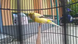 KENAFI F1 YS PEJANTAN GACORRR