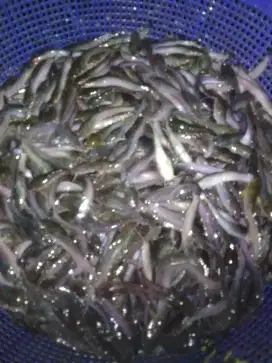 Bibit lele Sangkuriang ukuran 9.10 cm