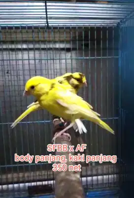 Kenari paud sfbb x af panjang & big