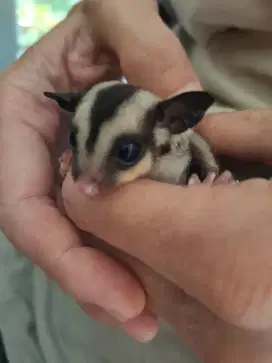 Sugar glider clasic grey joy jantan