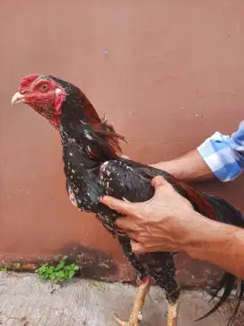 Ayam Bangkok Pejantan