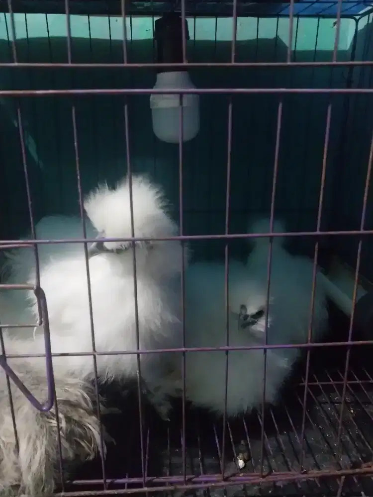 Ayam america silky